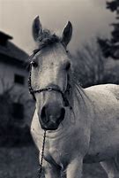 Image result for Sad Horse