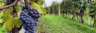 Geneticienii explică cum am ajuns la vin și la struguri de masă