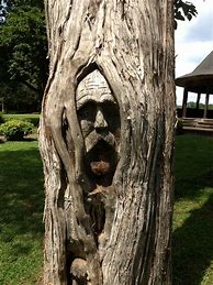 Image result for Tree Faces