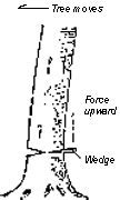 Image result for How to Fell a Tree in a Specific Direction