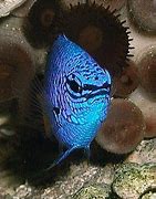 Image result for Saltwater Fish with Cobalt Blue