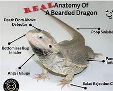 Image result for Cartoon Bearded Dragon Funny Memes