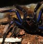 Image result for Bright Blue Tarantula