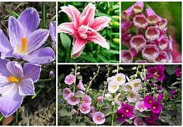 Image result for Zone 5 Perennials
