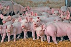 Image result for pig group