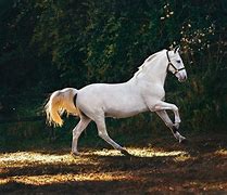 Image result for Real Horses