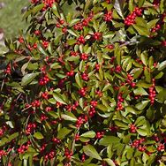 Image result for Red Sprite Winterberry Holly 3 Container