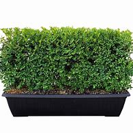 Image result for Boxwood Green Mountain Hedge - 5 Per Package | Dormant 12-18" | Spring Planting | Hedges And Shrubs