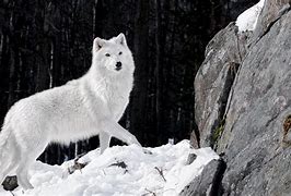 Image result for Arctic Wolves Wallpaper