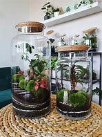 Image result for Indoor Plant Terrariums