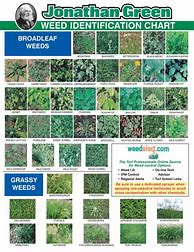 Image result for Pasture Weed Identification Chart