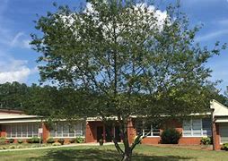 Image result for Terry Tate Tyro Middle School