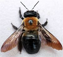Image result for Carpenter Bee