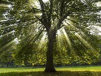 Image result for sycamore tree