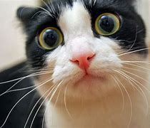 Image result for Funny Crazy Cats