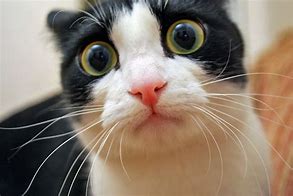 Image result for Hilarious Cats