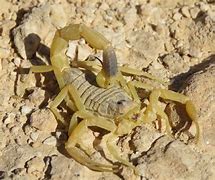 Image result for Most Deadly Scorpion in the World