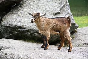 Image result for goat Young Male