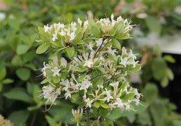 Image result for Conversation Piece Azalea, 1 Gal- Blooms 2 Times A Year
