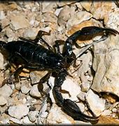 Image result for Deadly Scorpions in Texas