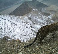 Image result for Caucasus Leopard
