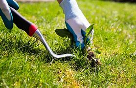 Image result for weed control 