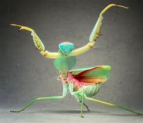 Image result for Funny Mantis