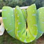 Image result for Blue Green Tree Python