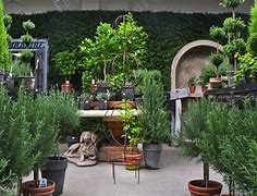 Image result for Caged Topiaries - Sphere - Grandin Road