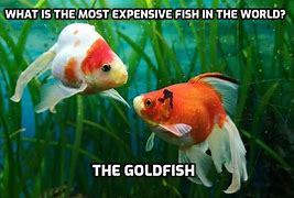 Image result for Goldfish Puns