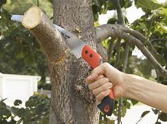 Image result for Pruning Trees and Shrubs