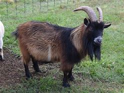 Image result for goat Adult Male