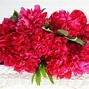 Image result for Peonies Shrub