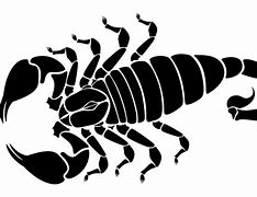 Image result for Scorpion Vector