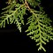 Image result for white cedar trees seedlings