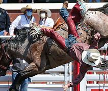 Image result for Calgary Stampede Rodeo