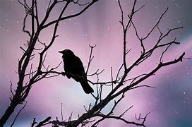 Image result for nocturanl dreams in my bed