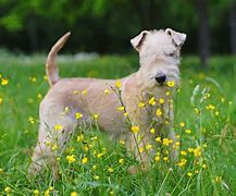 Image result for Lakeland Terrier Dog Breed