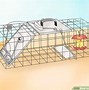 Image result for DIY Rabbit Trap Plans
