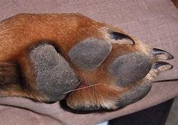 Image result for Fox Paw Front