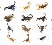 Image result for All Scorpions