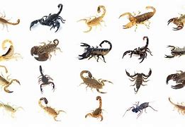 Image result for Scorpion Animal Types