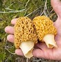 Image result for Morel Mushroom Hunting