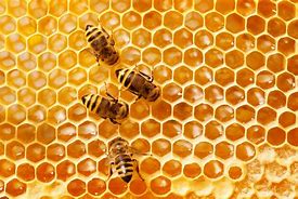 Image result for 2 Bees
