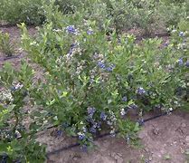 Image result for Ka-Bluey Northern Highbush Blueberry Plant - 12-18" Bareroot
