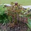 Image result for Rustic Garden Plant Supports