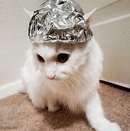 Image result for Cat Tin Foil Hat Meme