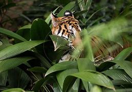 Image result for Orange Bengal Tiger Beautiful