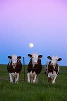 Image result for Pink Floyd Cow