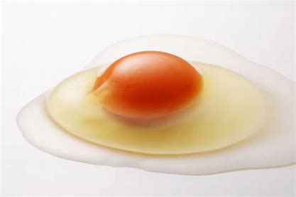 卵 に対する画像結果